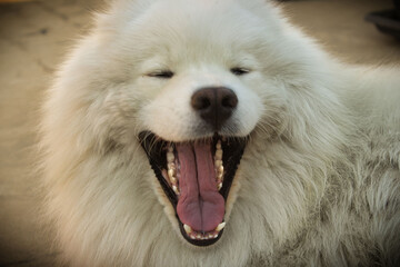Fototapeta premium portrait of a dog