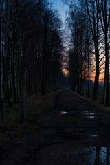 日没後の森と真っ直ぐな道