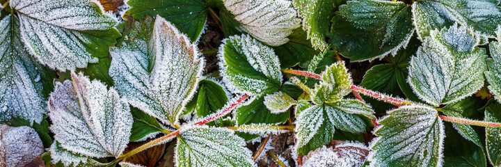 Leaves of garden strawberries covered with hoar frost. Beautiful natural background with hoarfrost...