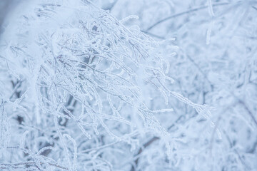 Snow and rime ice on the branches of bushes. Beautiful winter background with trees covered with hoarfrost. Plants in the park are covered with hoar frost. Cold snowy weather. Cool frosting texture.