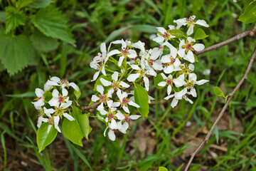 A blossoming pear branch bent low to grass