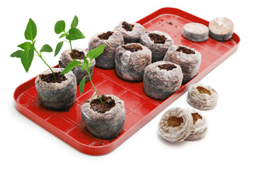 Seedling vegetable plants grown in peat tablet on plastic pallet