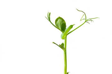 Fototapeta na wymiar Young green pea sprout isolated on white background. organic pea sprouts, microgreens