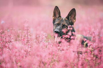 Portrait of a shepherd dog in nature on the background of a blooming field with pink flowers. The pet looks at the camera.
