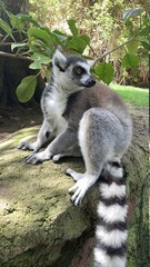 ring lemur