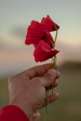 Poppy