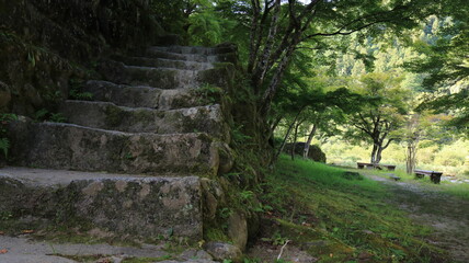 日陰の石階段と深緑の風景