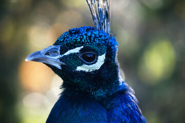 Peacock male head portrait. Tropical Blue bird