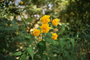yellow flowers with small petals taken close up