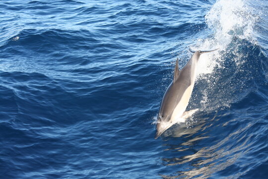 Salto evoluzione di un delfino che si tuffa nell'oceano blu profondo dell'isola di sao miguel alle azzorre
