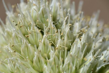 Obraz premium Green onion flowers ( Onion head )