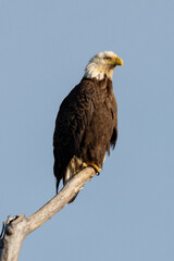 Perched Adult Bald Eagle
