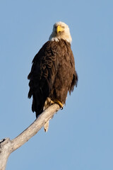 Perched Adult Bald Eagle