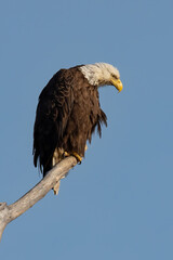 Perched Adult Bald Eagle