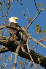 Perched Adult Bald Eagle