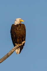 Perched American Bald Eagle