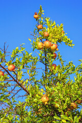 Autumn. Branch of pomegranate tree ( Punica granatum ) with leaves and ripe fruits against blue sky on sunny day
