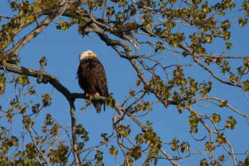 Perched Adult Bald Eagle