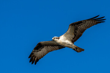 Osprey with wings spread in flight against a blue sky