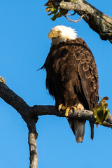 Perched Adult Bald Eagle