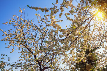 Spring. Cherry trees bloom in garden on sunny day. Sunlight, bokeh