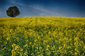 Giallo colza 
Monferrato Alessandria