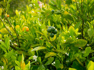 The Lemon (Citrus limon), The Plant with some Fruits Hanging in the Garden