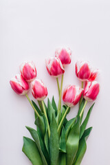 Pink and white tulips on white background. Flat lay, top view.