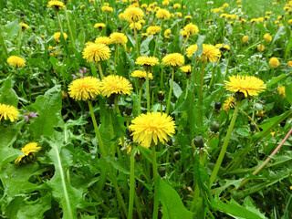 Obraz premium Yellow sun dandelions on a background of green foliage.