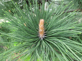 Blooming pitsunda pine close-up.Blooming pine branch close-up. Long needles and a bump.