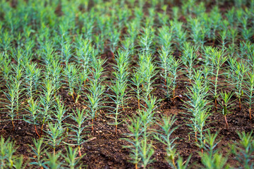 Small thuja seedlings. Growing thuja from seed. Growing young seedlings of emerald thuja. Selective focus. Densely sown thuja seedlings.