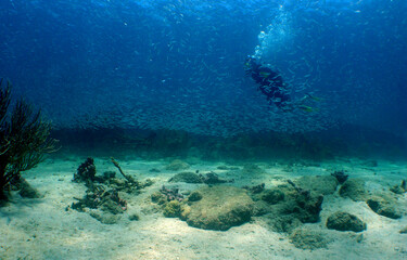 Naklejka na ściany i meble coral reef , caribbean sea , Venezuela
