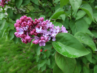 Background of lilac flowers of blooming lilac. Bottom view.