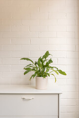 Vertical view of green leafy pot plant on white dresser against painted brick wall (selective focus)