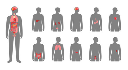 Human internal organs