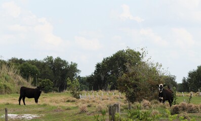 A Holstein Friesian cow and a Black Angus cow in a pasture. A black cow and a black and white cow in the farmland looking curiously. 