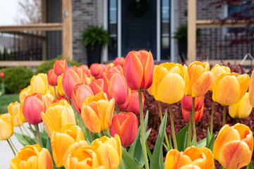 Colorful tulips growing in front of a brick single family home © Kristen