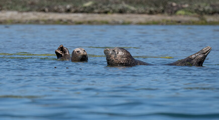 Fototapeta premium Big Harbor Seal