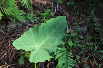 Taro leaf, a species of Elephant ears, colocasia. Large heart shaped green leaf. Tropical foliage plant found outisde in the woods.