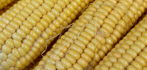 Banner. Yellow cobs of corn, close up. Macro.