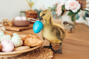 Easter chick gosling holds an egg decor in its beak. Easter concept