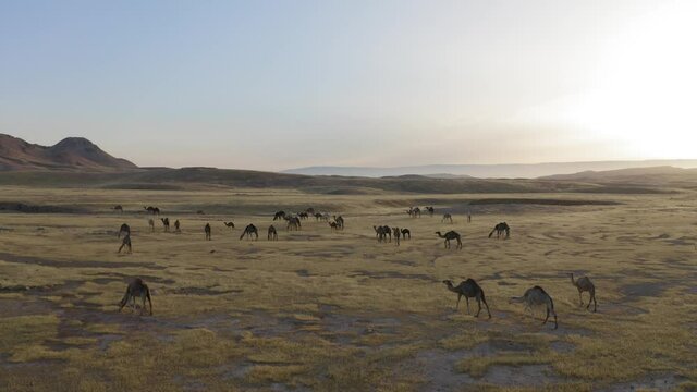 Camel Caravan crossing a desert landscape at sunrise, Aerial view.