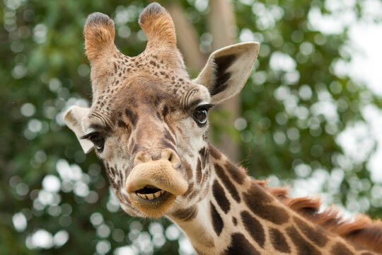 Giraffe Looking Down with a Smiley Face Close-Up