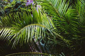 Obraz na płótnie Canvas Long thin palm leaves for garden background