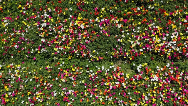 Rows of Buttercups in full bloom and in various colors, Aerial view.