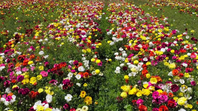 Rows of Buttercups in full bloom and in various colors, Aerial view.
