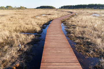 Aerial view of wooden walkway on swamp national park, ecological trail path, route for trekking in...
