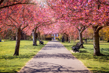 Beautiful cherry tree blossoms along a small path during a sunny day in Greenwich Park, London, United Kingdom - obrazy, fototapety, plakaty