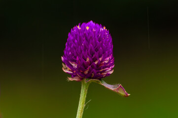Flor violeta en el jardín. Canelones, Uruguay