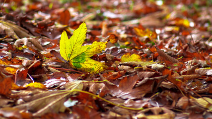 Jesienny żółty liść
